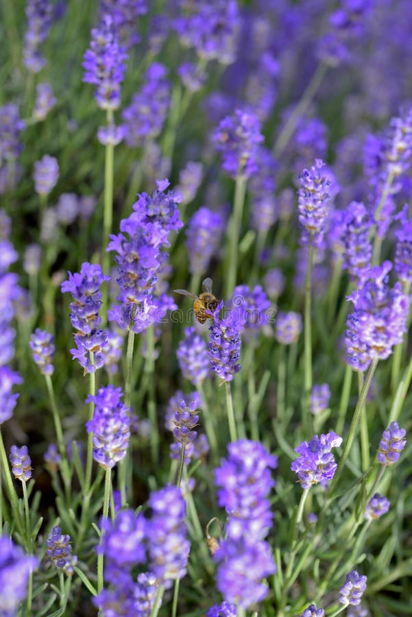 Lavender Purple Flower Stock Image Image Of Nature Scent 32214937