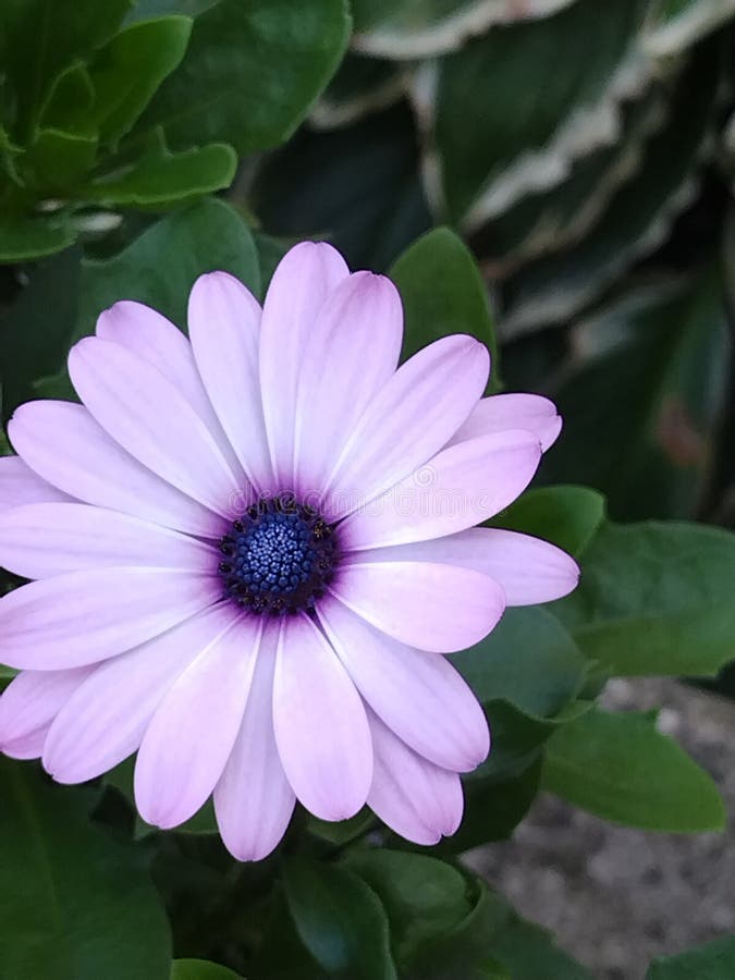 Lavender & Purple Petals Stock Photo Image of blossom, lavender