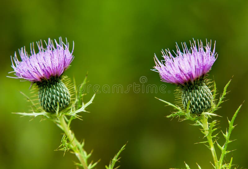 Lavender Purple Thistle Blossoms