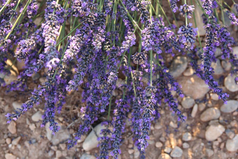 Lavender on rocky soil, Provence, France stock photography Lavender on rocky soil, Provence, France stock photography