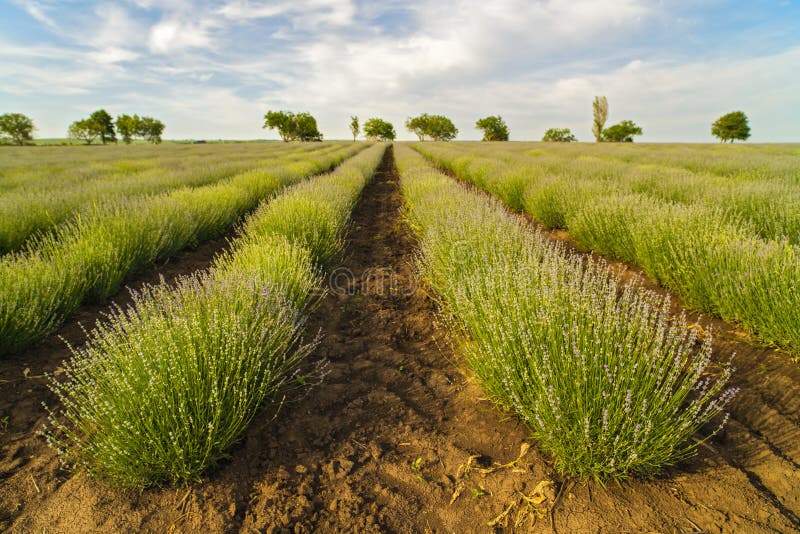 Lavender Roots at the Beginning of Bloom Stock Photo Image of herb