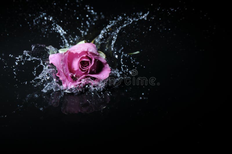 Lavender rose splash