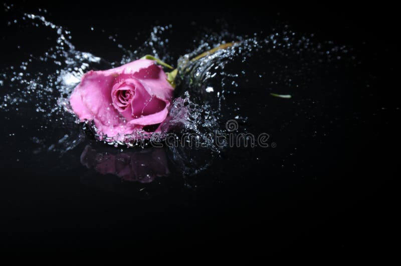 Lavender rose splash