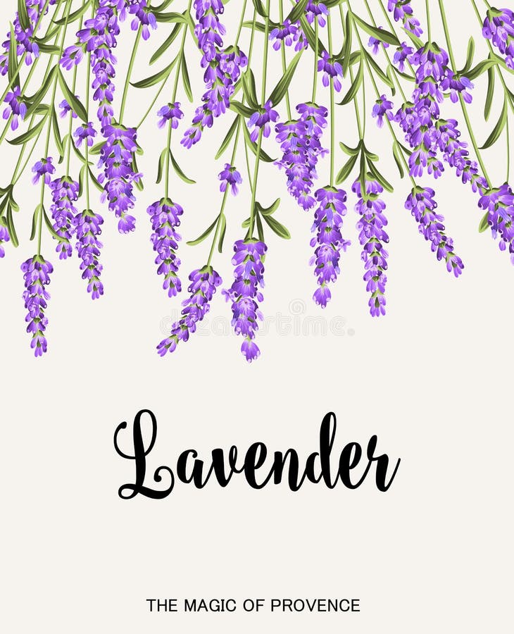 Penacho de lavanda flores sobre el gris.