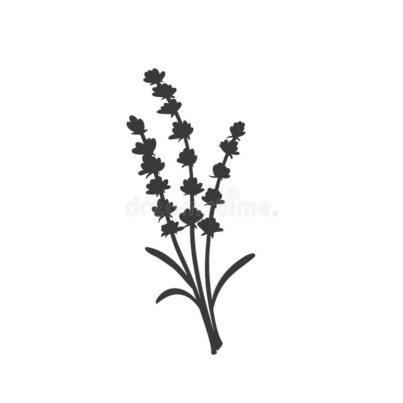 pic Outline Lavender Clipart Black And White dreamstime com