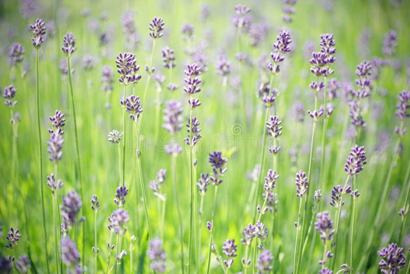 Lavender stems stock photo. Image of flowers, field, gardening 5720242