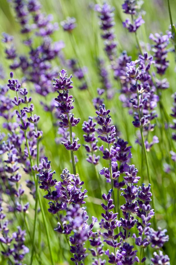 Lavender in the Sun stock photo. Image of field, aromatherapy 5659272