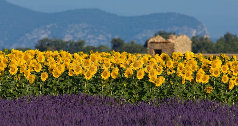Lavender and sunflower setting in Provence, France