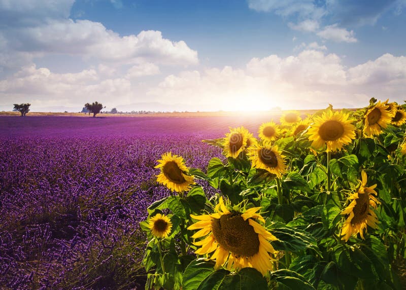 Lavender and sunflowers fields , Provence. Sunflowers stock images, royalty-free photos and pictures