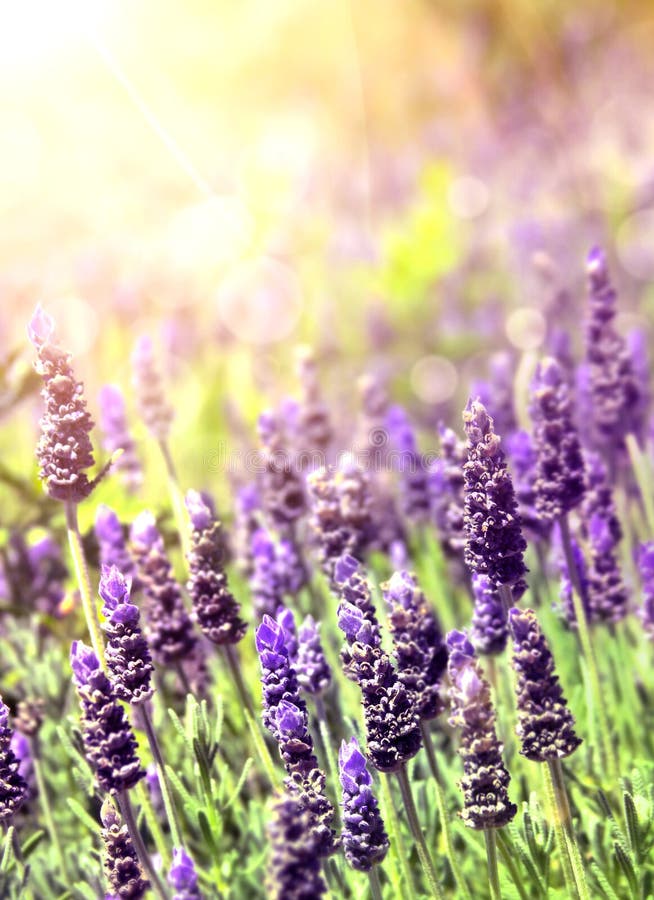 Lavender in sunlight