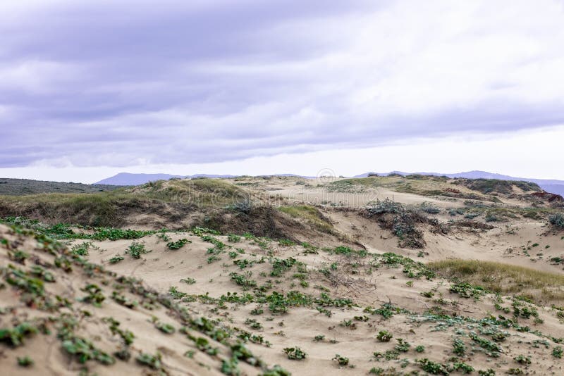 Lavender Sunset Sky Over Sand Dunes at a Beach in Sand City, California, USA