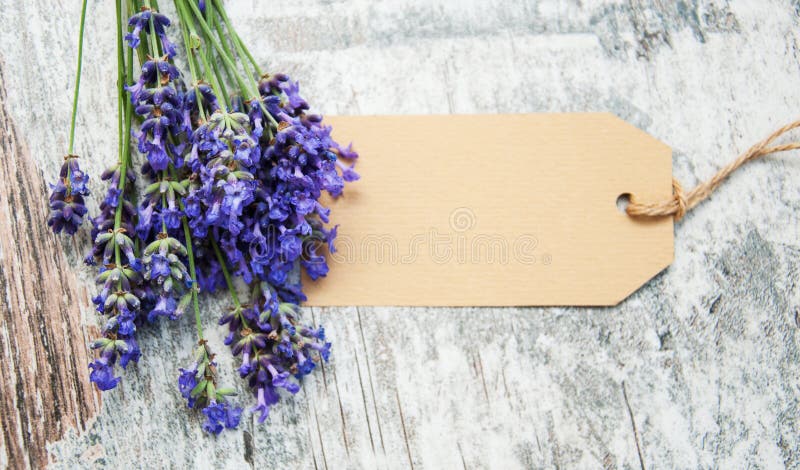 Lavender with tag