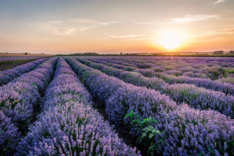 Lavender valley stock photo. Image of fields, purple 98403886