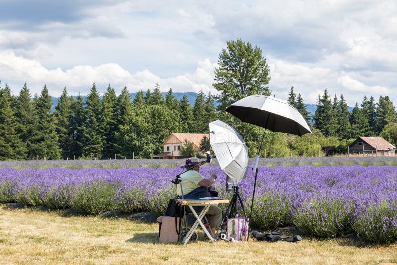 Lavender Valley Mt Hood in Oregon Stock Photo Image of visit
