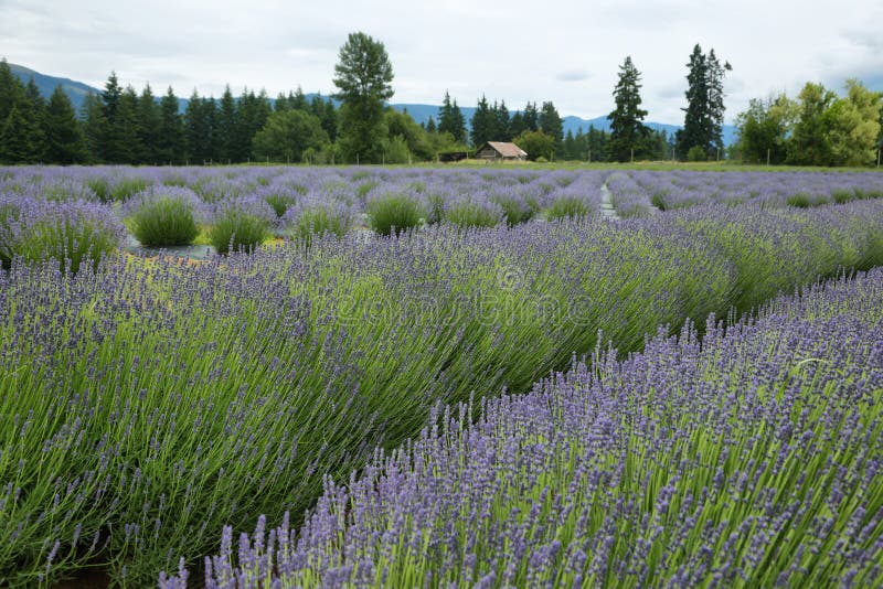 Lavender valley, Oregon stock image. Image of diagonal 83201423