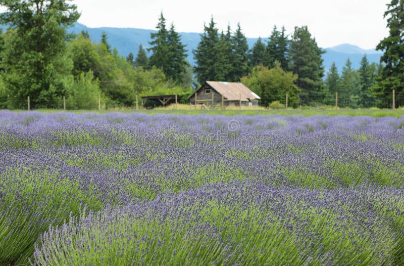 Lavender valley, Oregon stock image. Image of diagonal 83698607