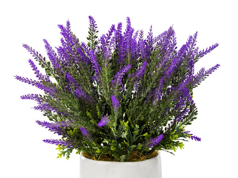 Lavender in vase