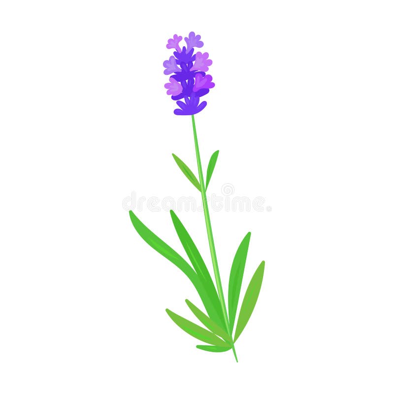 Lavender Vector Icon.Cartoon Vector Icon Isolated On White Background ...