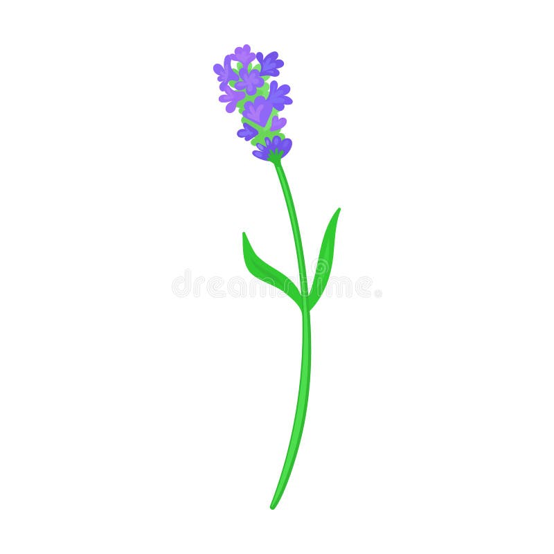 Lavender Vector Icon.Cartoon Vector Icon Isolated on White Background ...