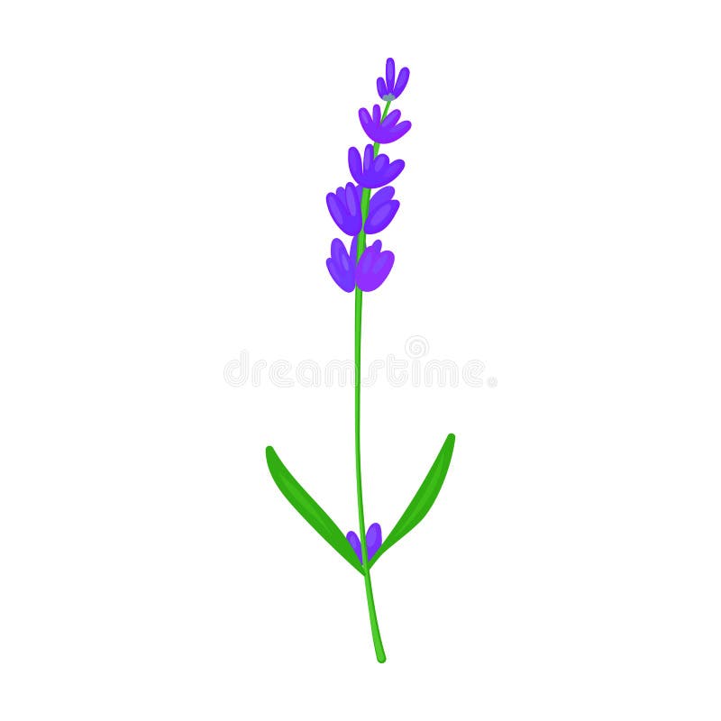Lavender Vector  Vector Icon Isolated on White Background  Lavender. Stock Vector - Illustration of florist, angustifolia: 182414923