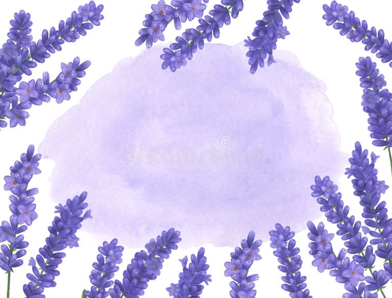 Lavender Botanical Illustration Stock Illustrations – 15,644 Lavender ...
