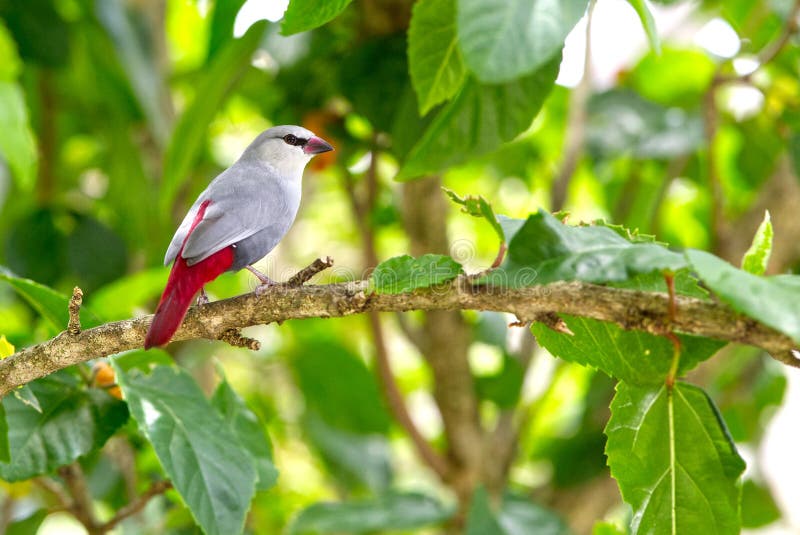 Lavender Waxbill