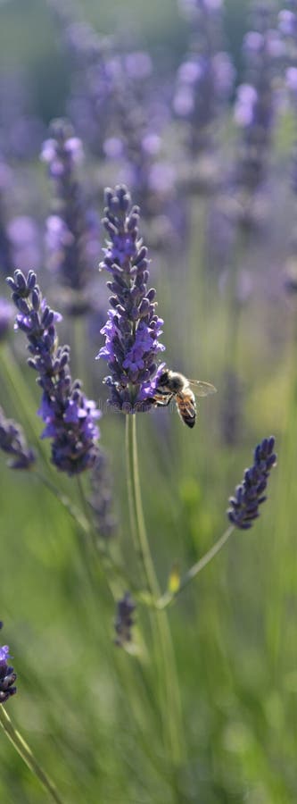 Lavender εγκαταστάσεις στην Προβηγκία στοκ φωτογραφία Lavender εγκαταστάσεις στην Προβηγκία στοκ φωτογραφία