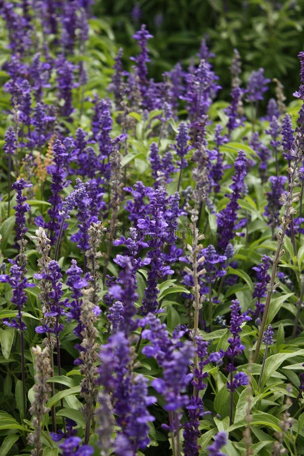 Lavender λουλούδια που θολώνονται στοκ εικόνα με δικαίωμα ελεύθερης χρήσης Lavender λουλούδια που θολώνονται στοκ εικόνα με δικαίωμα ελεύθερης χρήσης