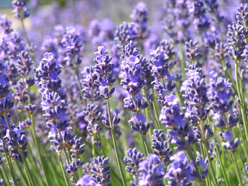 Lavender πεδίων