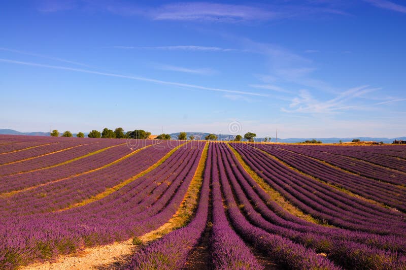Lavender τομέας με τα φωτεινά πορφυρά λουλούδια Lavender τομέας με τα φωτεινά πορφυρά λουλούδια