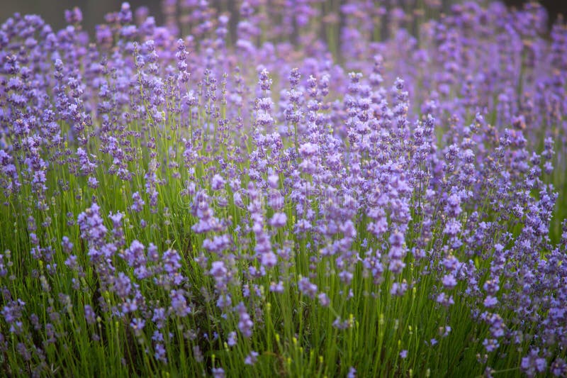 Lavender τομείς Σειρές Lavender των εγκαταστάσεων που ανθίζουν σε ένα αγρόκτημα στοκ φωτογραφίες