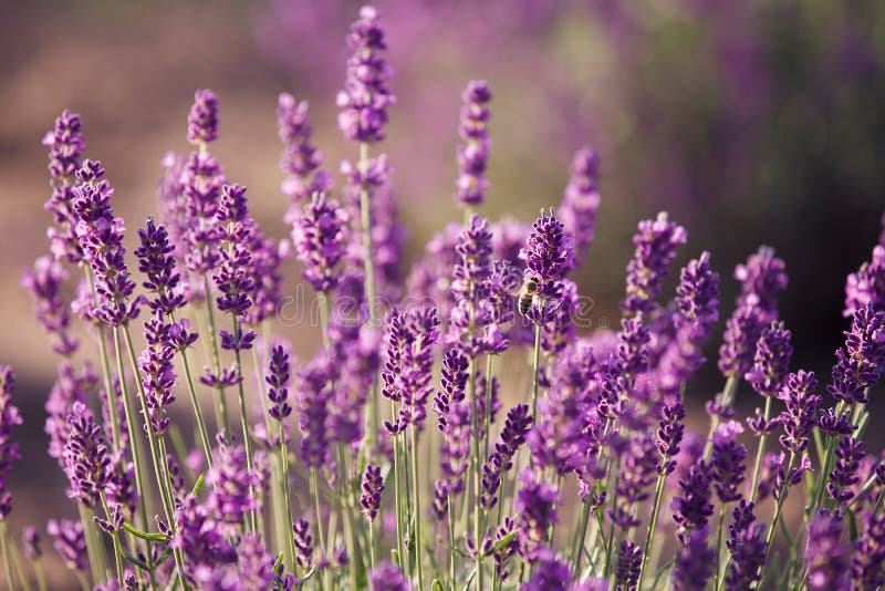 Lavender flowers in the field in sunny day. Lavender flowers in the field in sunny day