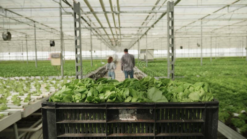 Lavorare in fattoria spingendo un carrello con insalata verde organica