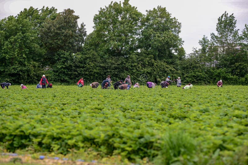 Lavoratori che raccolgono le fragole fotografie stock Lavoratori che raccolgono le fragole fotografie stock