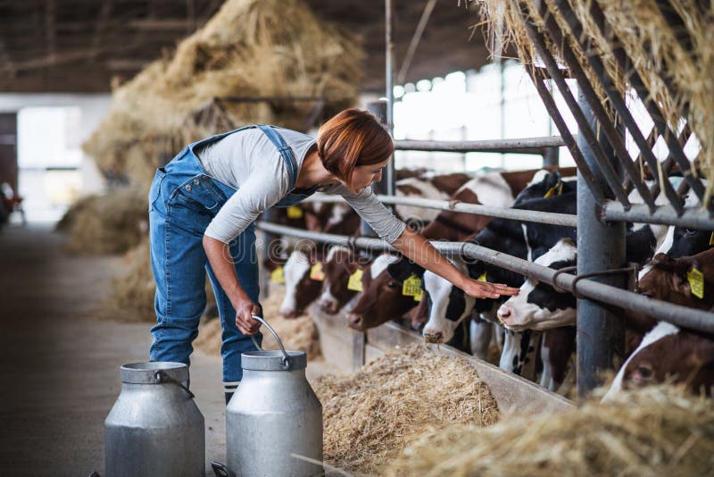 Lavoratrice con lattine che lavora nell'industria dell'agricoltura di diaria.