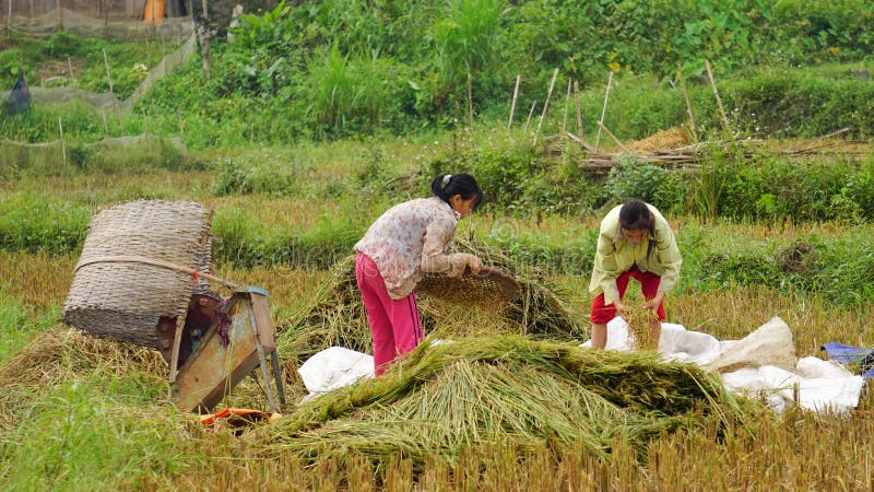 Lavoro asiatico delle donne sul giacimento del riso
