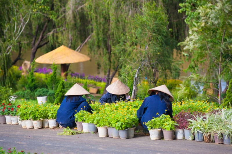 Lavoro vietnamita delle donne in giardino