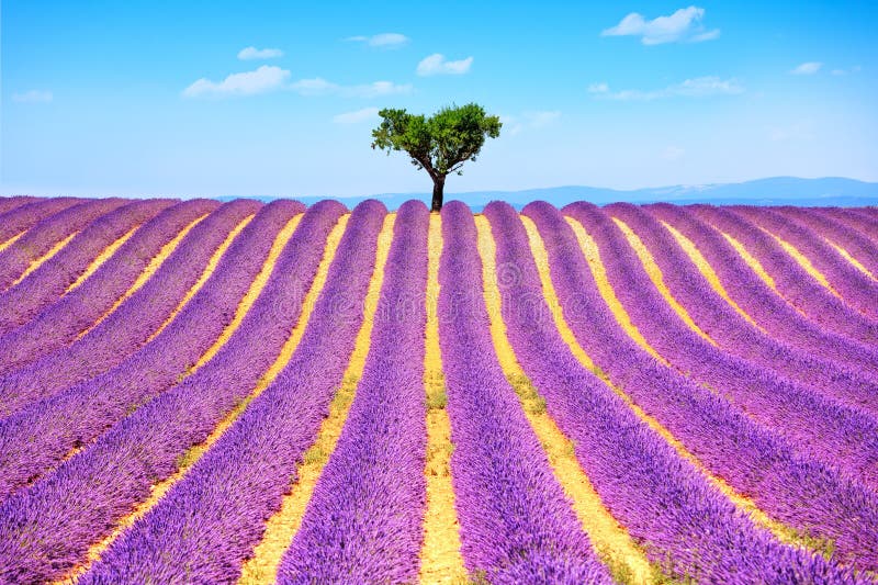 Lawendowy i osamotniony drzewny ciężki france Provence obraz stock