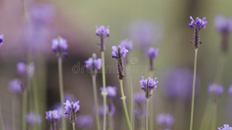 Lawendowy kwiatu krajobraz zamknięty w górę abstrakcjonistycznej miękkiej ostrości naturalnego tła fotografia stock Lawendowy kwiatu krajobraz zamknięty w górę abstrakcjonistycznej miękkiej ostrości naturalnego tła fotografia stock
