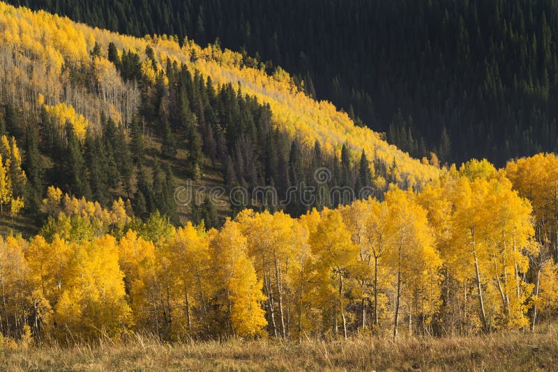 Lawina Kolorowej jesieni Złoci Osikowi drzewa W Vail Kolorado