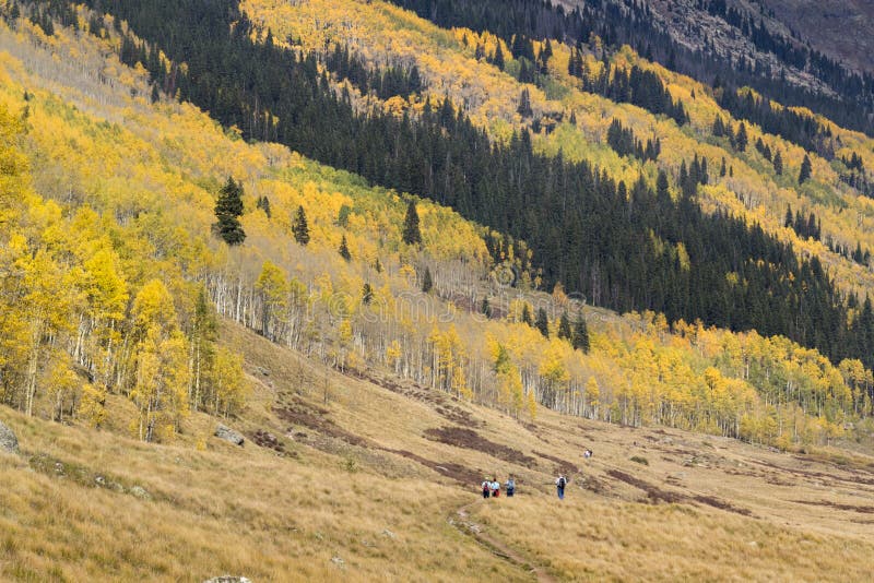 Lawine van Gouden Aspen Trees Surround Hikers in Vail Colorado royalty-vrije stock foto's Lawine van Gouden Aspen Trees Surround Hikers in Vail Colorado royalty-vrije stock foto's