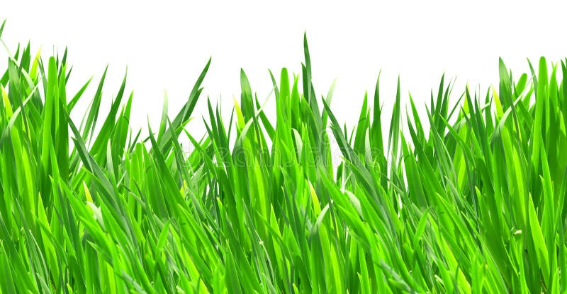 Lawn royalty free stock image