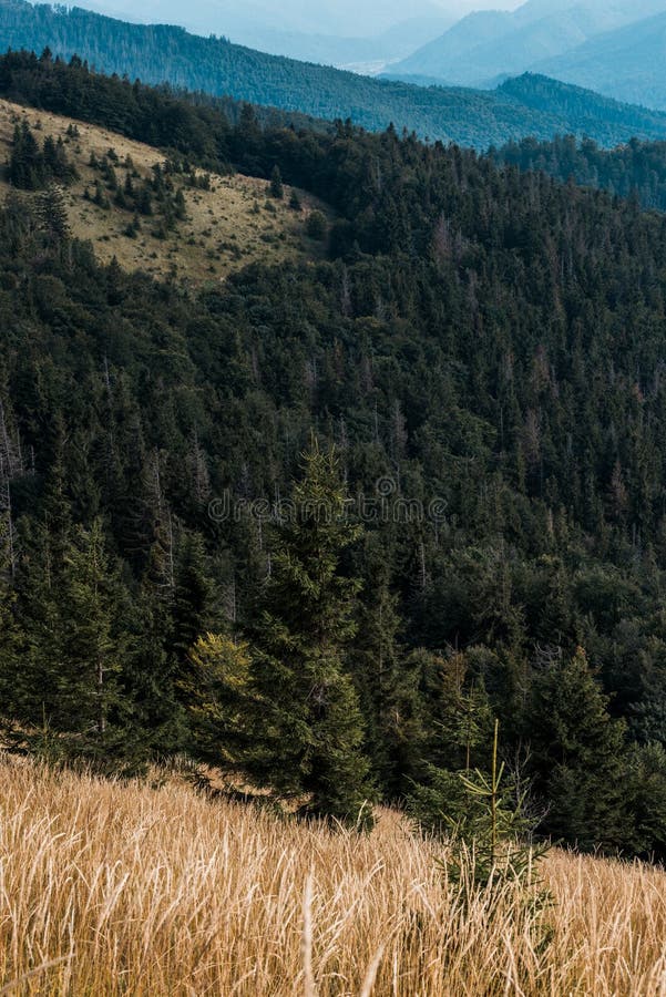 Lawn with barley in mountains with green pines. Yellow lawn with barley in mountains with green pines stock photos Lawn with barley in mountains with green pines. Yellow lawn with barley in mountains with green pines stock photos