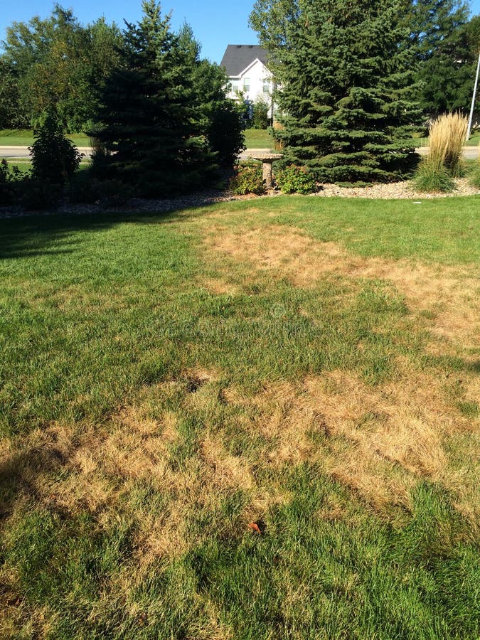 Lawn fungus stock image. Image of iowa, disease, dpot 77084685