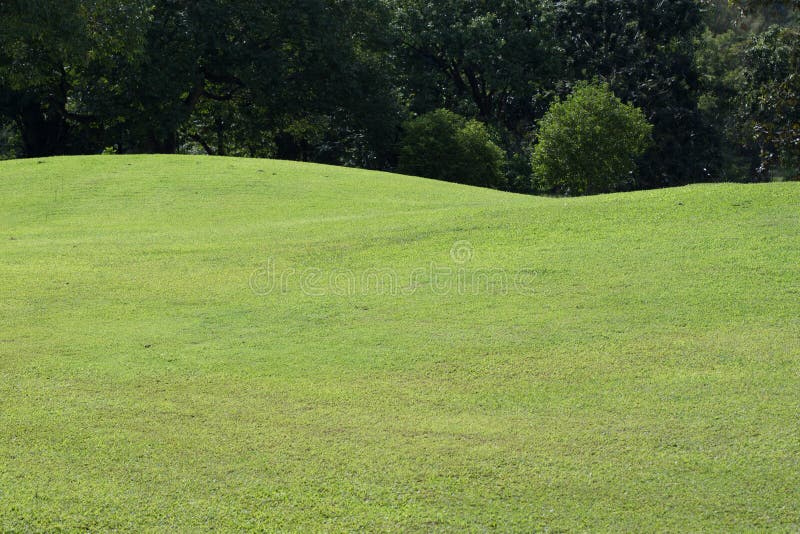 Lawn of Golf Course, Green Grass Field Stock Photo Image of park, landscape 46713604
