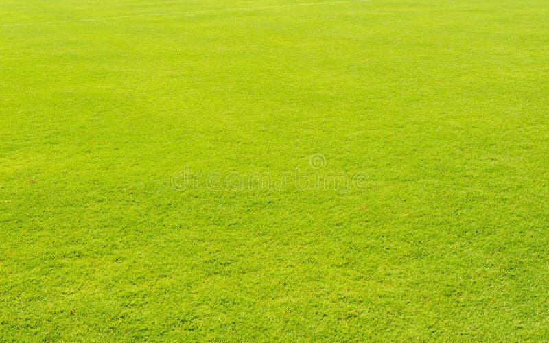 lawn grass in football field