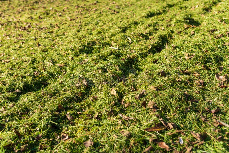 The Lawn is Mowed, the Grass is Mowed Stock Image Image of