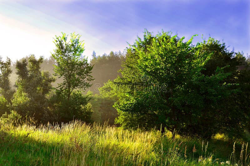 Lawn in the Rays of the Rising Sun Stock Photo Image of foliage