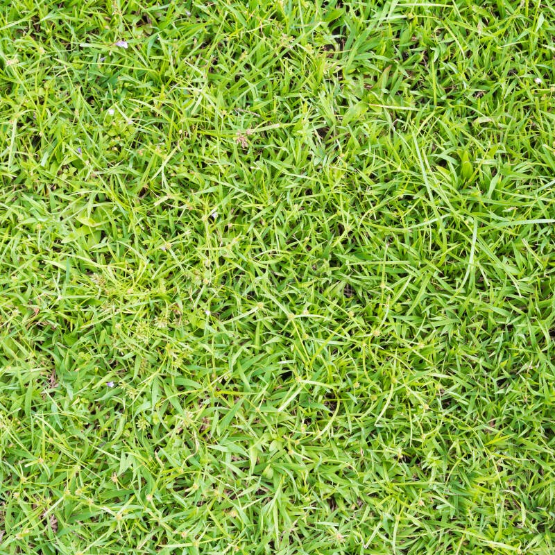 Lawn ( Real grass )