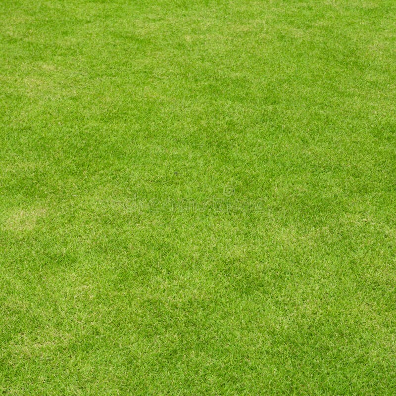 Lawn ( Real grass )